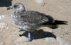 juvenile LBBG, ringed in the Netherlands.
